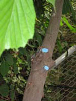 la ligne bleue (installation commune)
